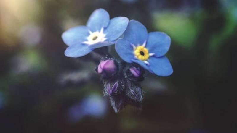 People living with Dementia